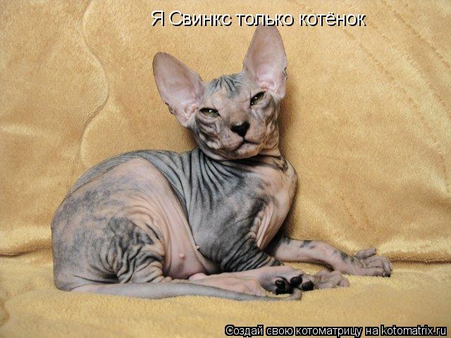 Я Свинкс только котёнок... Котоматрица: Я Свинкс только котёнок