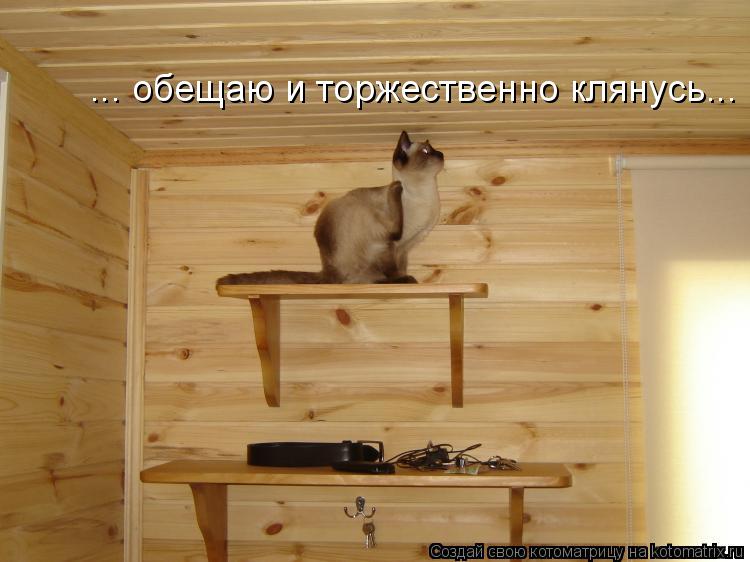 ... обещаю и торжественно клянусь...... Котоматрица: ... обещаю и торжественно клянусь...