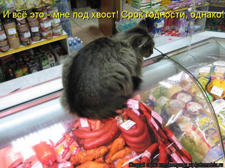 И всё это - мне под хвост! Срок годности, однако!... Котоматрица: И всё это - мне под хвост! Срок годности, однако!