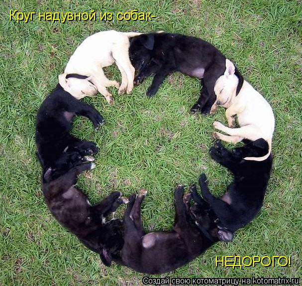 Круг надувной из собак- НЕДОРОГО!... Котоматрица: Круг надувной из собак- НЕДОРОГО!