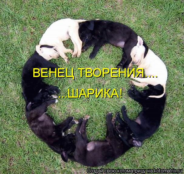 ВЕНЕЦ ТВОРЕНИЯ.... ...ШАРИКА!... Котоматрица: ВЕНЕЦ ТВОРЕНИЯ.... ...ШАРИКА!