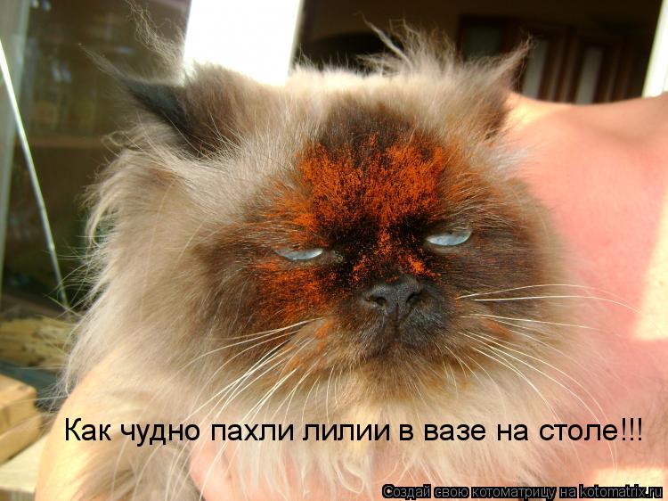 Как чудно пахли лилии в вазе на столе!!!... Котоматрица: Как чудно пахли лилии в вазе на столе!!!