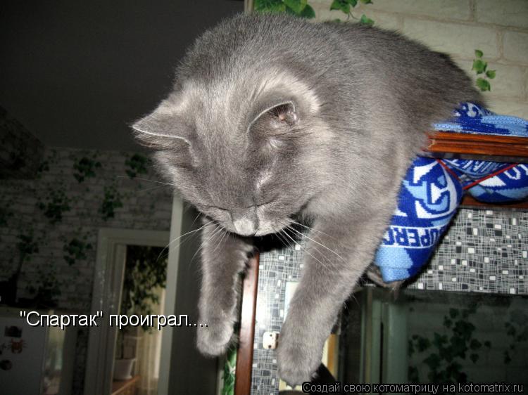 "Спартак" проиграл....... Котоматрица: "Спартак" проиграл....