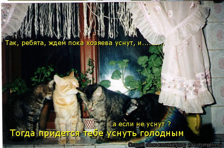 Так, ребята, ждем пока хозяева уснут, и.......... а если не уснут ? Тогда придется тебе уснуть голодн... Котоматрица: Так, ребята, ждем пока хозяева уснут, и.......... а если не уснут ? Тогда придется тебе уснуть голодным