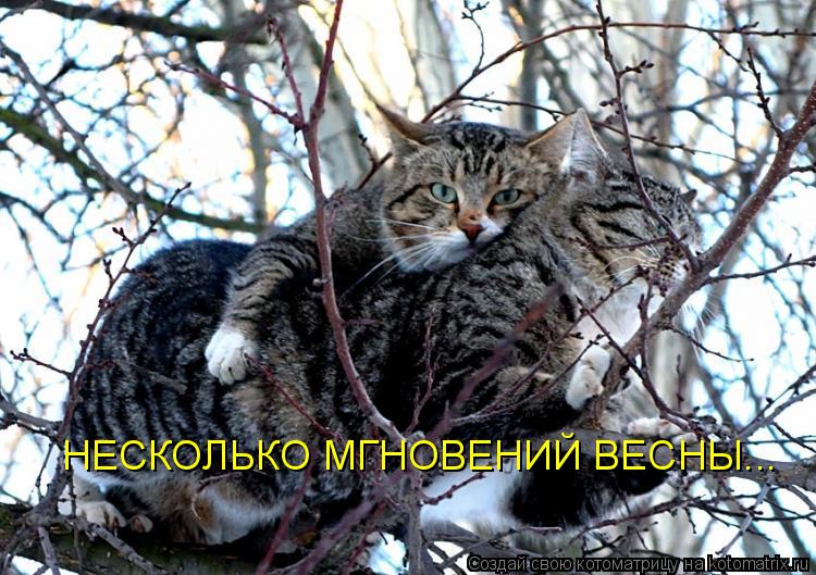 НЕСКОЛЬКО МГНОВЕНИЙ ВЕСНЫ...... Котоматрица: НЕСКОЛЬКО МГНОВЕНИЙ ВЕСНЫ...