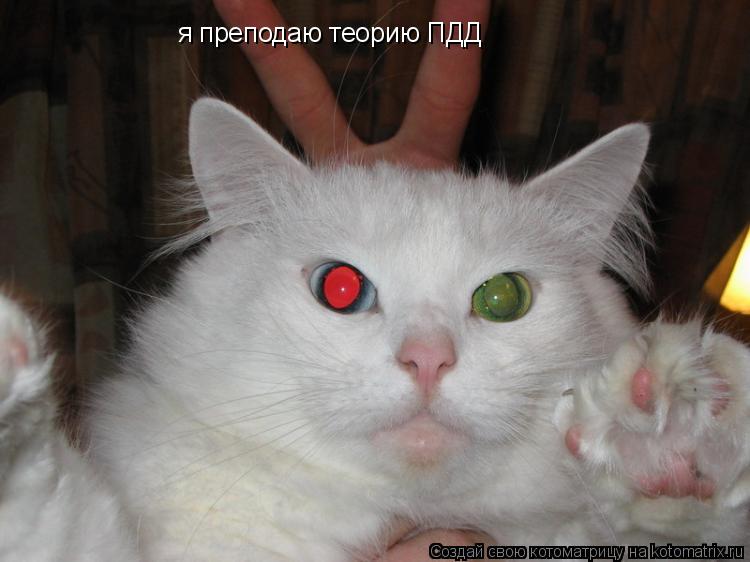 я преподаю теорию ПДД... Котоматрица: я преподаю теорию ПДД