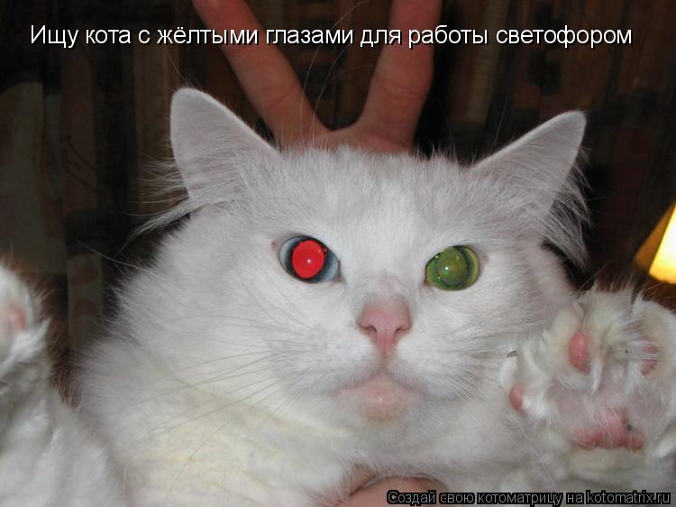 Ищу кота с жёлтыми глазами для работы светофором... Котоматрица: Ищу кота с жёлтыми глазами для работы светофором