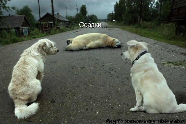 Осадки...... Котоматрица: Осадки...