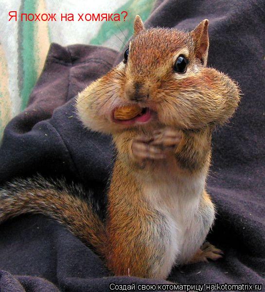 Я похож на хомяка?... Котоматрица: Я похож на хомяка?