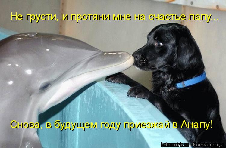 Не грусти, и протяни мне на счастье лапу... Снова, в будущем году приезжай в Анапу!... Котоматрица: Не грусти, и протяни мне на счастье лапу... Снова, в будущем году приезжай в Анапу!