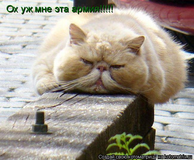 Ох уж мне эта армия!!!!!... Котоматрица: Ох уж мне эта армия!!!!!