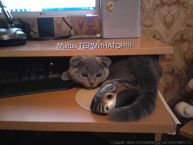 Мышь ТЕРМИНАТОР!!!... Котоматрица: Мышь ТЕРМИНАТОР!!!
