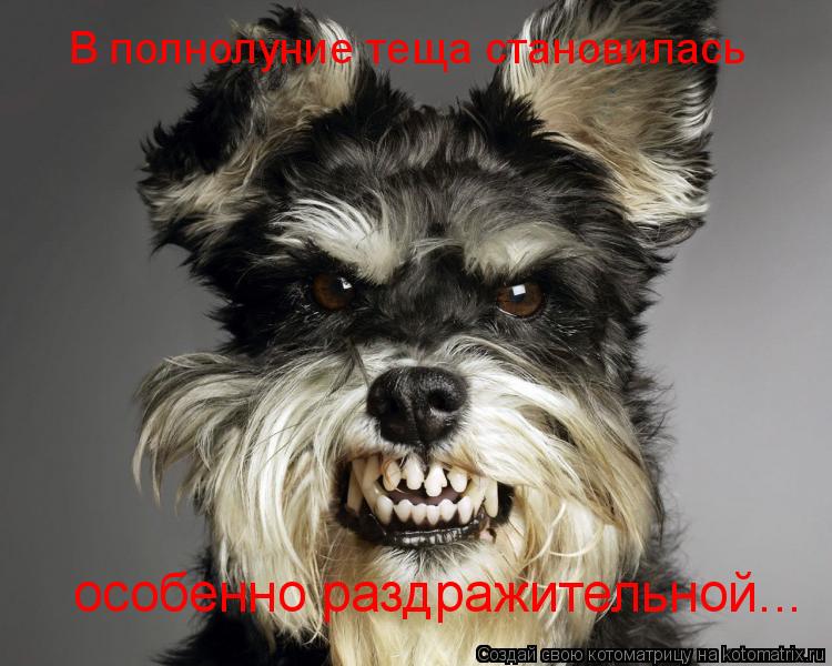 В полнолуние теща становилась особенно раздражительной...... Котоматрица: В полнолуние теща становилась особенно раздражительной...