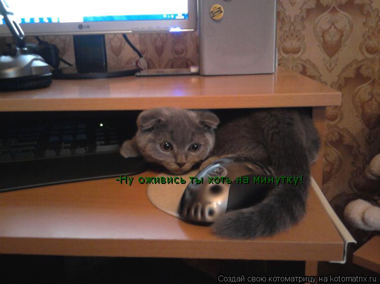 -Ну оживись ты хоть на минутку!... Котоматрица: -Ну оживись ты хоть на минутку!