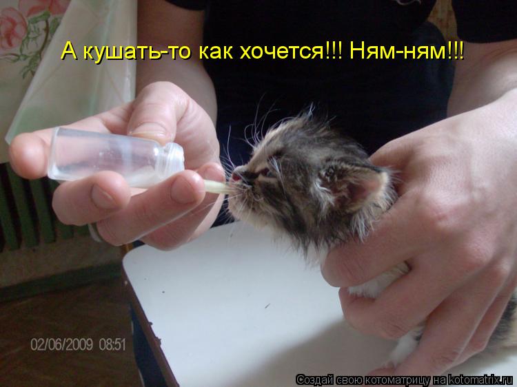 А кушать-то как хочется!!! Ням-ням!!!... Котоматрица: А кушать-то как хочется!!! Ням-ням!!!