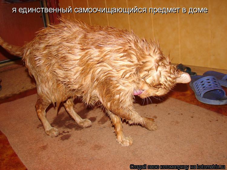 я единственный самоочищающийся предмет в доме... Котоматрица: я единственный самоочищающийся предмет в доме