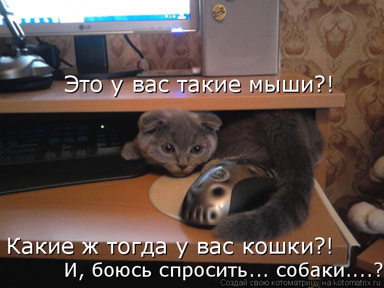 Это у вас такие мыши?! Какие ж тогда у вас кошки?! И, боюсь спросить... собаки....?... Котоматрица: Это у вас такие мыши?! Какие ж тогда у вас кошки?! И, боюсь спросить... собаки....?