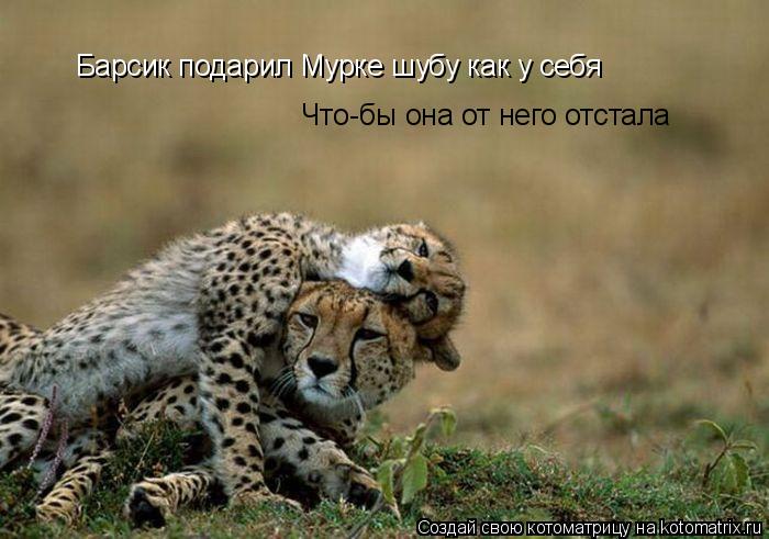 Барсик подарил Мурке шубу как у себя Что-бы она от него отстала... Котоматрица: Барсик подарил Мурке шубу как у себя Что-бы она от него отстала
