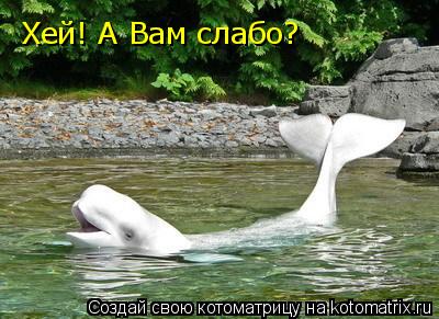 Хей! А Вам слабо?... Котоматрица: Хей! А Вам слабо?