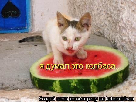 я думал,это колбаса...... Котоматрица: я думал,это колбаса...