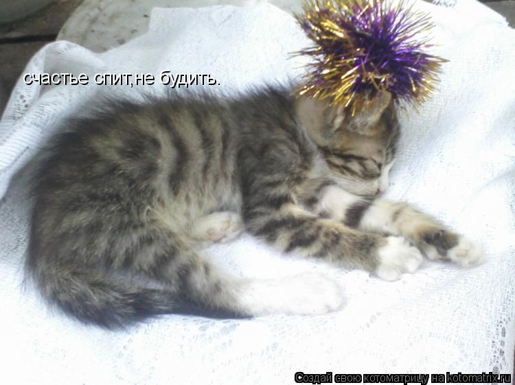 ______________ счастье спит,не будить.... Котоматрица: ______________ счастье спит,не будить.
