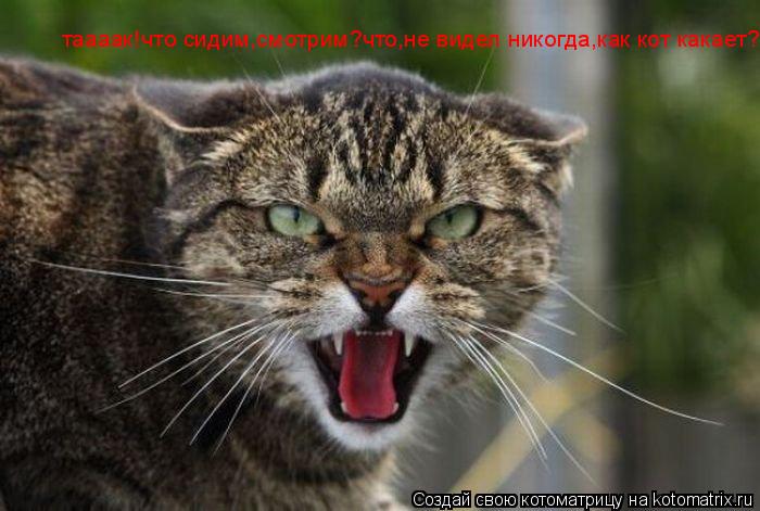 таааак!что сидим,смотрим?что,не видел никогда,как кот какает?... Котоматрица: таааак!что сидим,смотрим?что,не видел никогда,как кот какает?