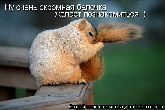 Ну очень скромная белочка желает познакомиться :)... Котоматрица: Ну очень скромная белочка желает познакомиться :)
