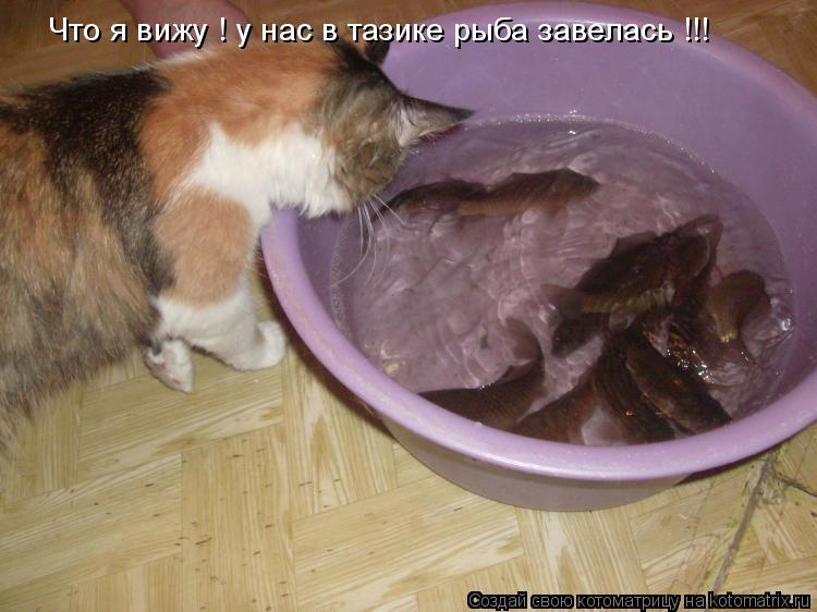 Что я вижу ! у нас в тазике рыба завелась !!!... Котоматрица: Что я вижу ! у нас в тазике рыба завелась !!!