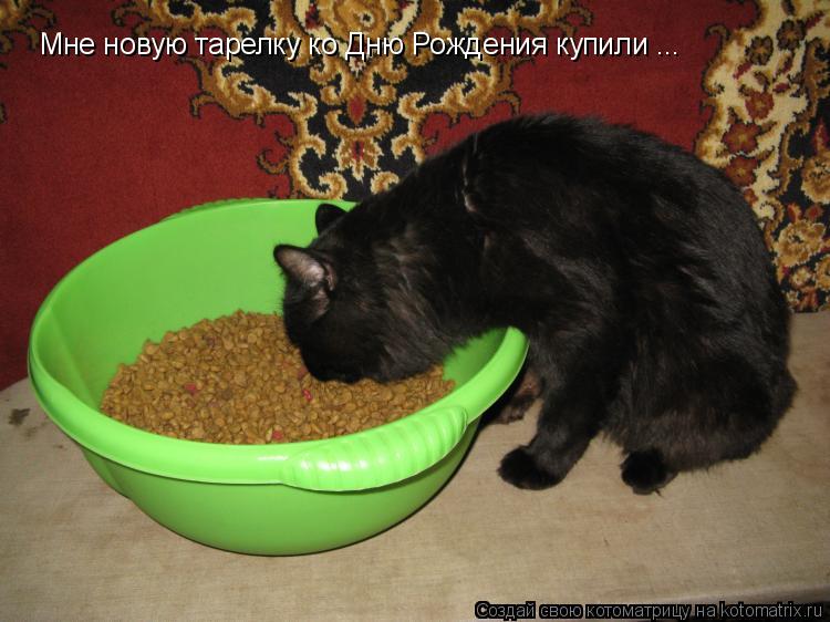 Мне новую тарелку ко Дню Рождения купили ...... Котоматрица: Мне новую тарелку ко Дню Рождения купили ...