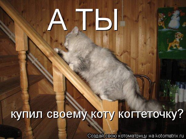 А ТЫ купил своему коту когтеточку?... Котоматрица: А ТЫ купил своему коту когтеточку?