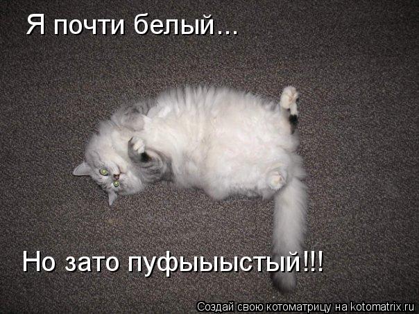 Я почти белый... Но зато пуфыыыстый!!!... Котоматрица: Я почти белый... Но зато пуфыыыстый!!!
