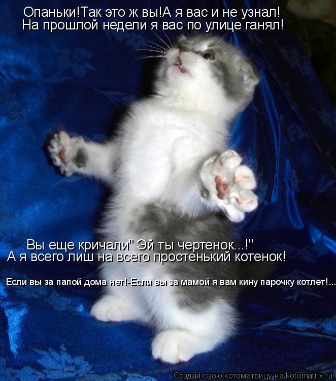 Опаньки!Так это ж вы!А я вас и не узнал! На прошлой недели я вас по улице ганял! Вы еще кричали" Эй т... Котоматрица: Опаньки!Так это ж вы!А я вас и не узнал! На прошлой недели я вас по улице ганял! Вы еще кричали" Эй ты чертенок...!" А я всего лиш на всего просте