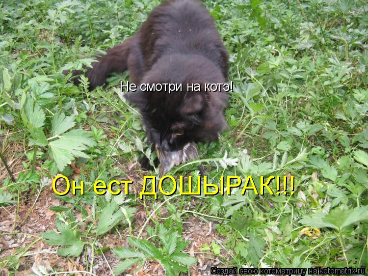 Не смотри на котэ! Он ест ДОШЫРАК!!!... Котоматрица: Не смотри на котэ! Он ест ДОШЫРАК!!!