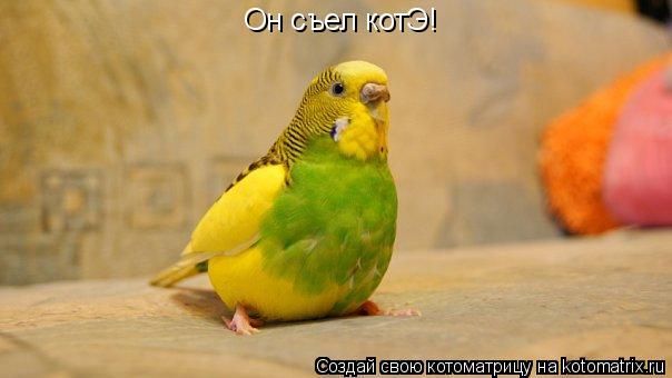 Он съел котЭ!... Котоматрица: Он съел котЭ!