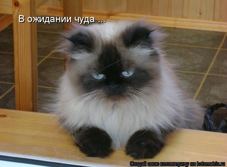 В ожидании чуда ...... Котоматрица: В ожидании чуда ...