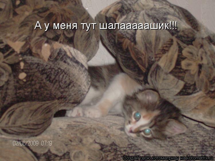 А у меня тут шалааааашик!!!... Котоматрица: А у меня тут шалааааашик!!!