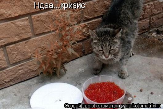 Ндаа...кризис... Котоматрица: Ндаа...кризис