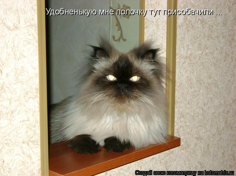 Удобненькую мне полочку тут присобачили ...... Котоматрица: Удобненькую мне полочку тут присобачили ...