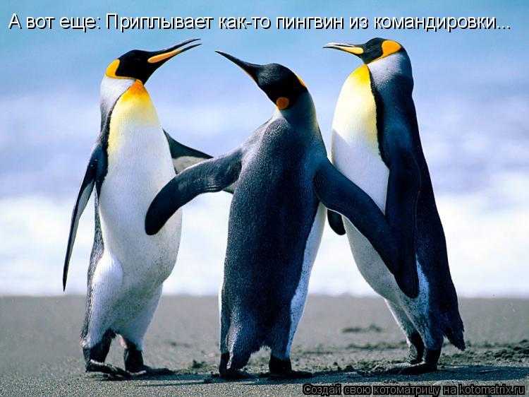 А вот еще: Приплывает как-то пингвин из командировки...... Котоматрица: А вот еще: Приплывает как-то пингвин из командировки...