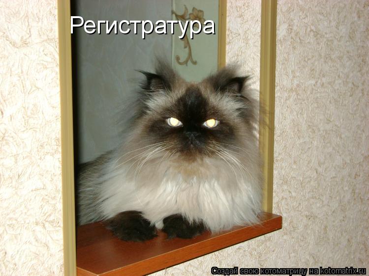Регистратура... Котоматрица: Регистратура