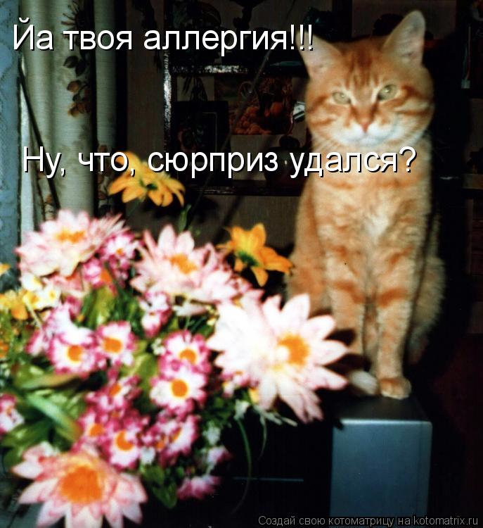 Йа твоя аллергия!!! Ну, что, сюрприз удался?... Котоматрица: Йа твоя аллергия!!! Ну, что, сюрприз удался?