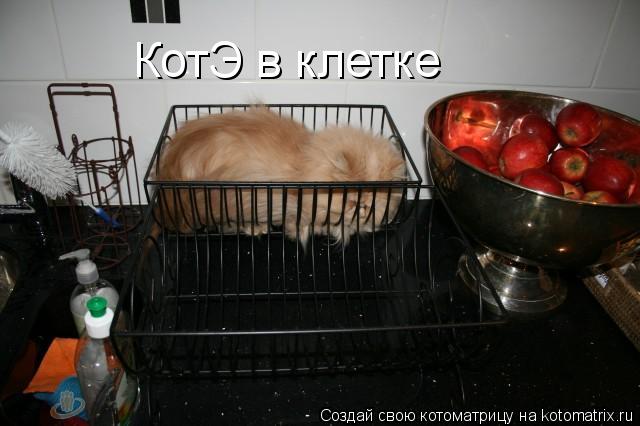 КотЭ в клетке... Котоматрица: КотЭ в клетке