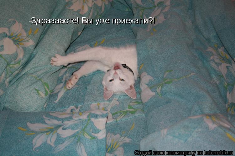 -Здраааасте! Вы уже приехали?!... Котоматрица: -Здраааасте! Вы уже приехали?!