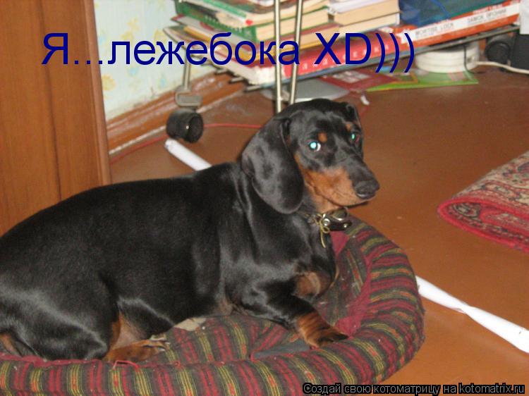 Я...лежебока XD)))... Котоматрица: Я...лежебока XD)))