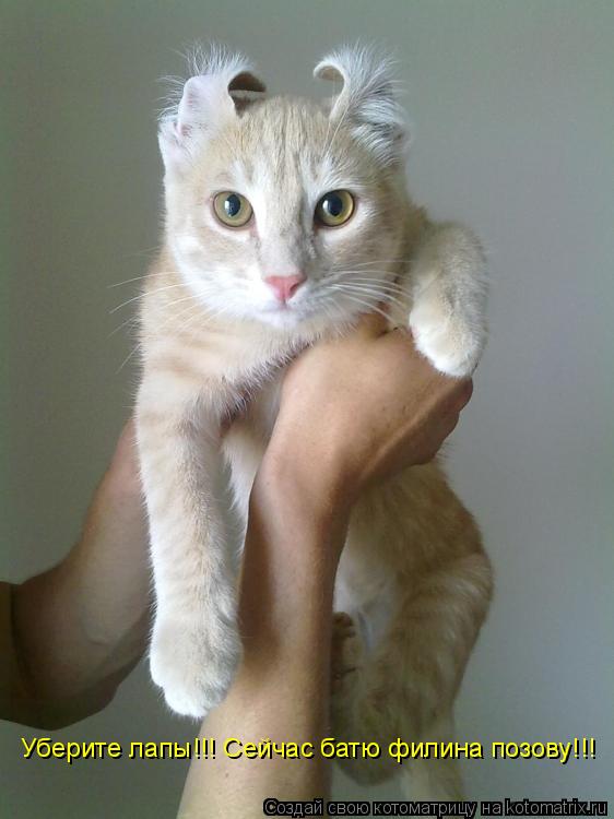 Уберите лапы!!! Сейчас батю филина позову!!!... Котоматрица: Уберите лапы!!! Сейчас батю филина позову!!!