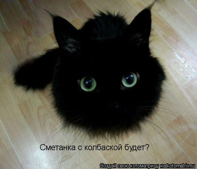 Сметанка с колбаской будет?... Котоматрица: Сметанка с колбаской будет?