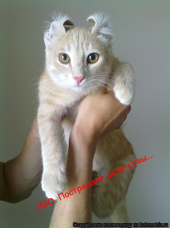 ГМО. Пострадали даже совы...... Котоматрица: ГМО. Пострадали даже совы...
