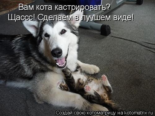 Вам кота кастрировать? Щассс! Сделаем в лучшем виде!... Котоматрица: Вам кота кастрировать? Щассс! Сделаем в лучшем виде!