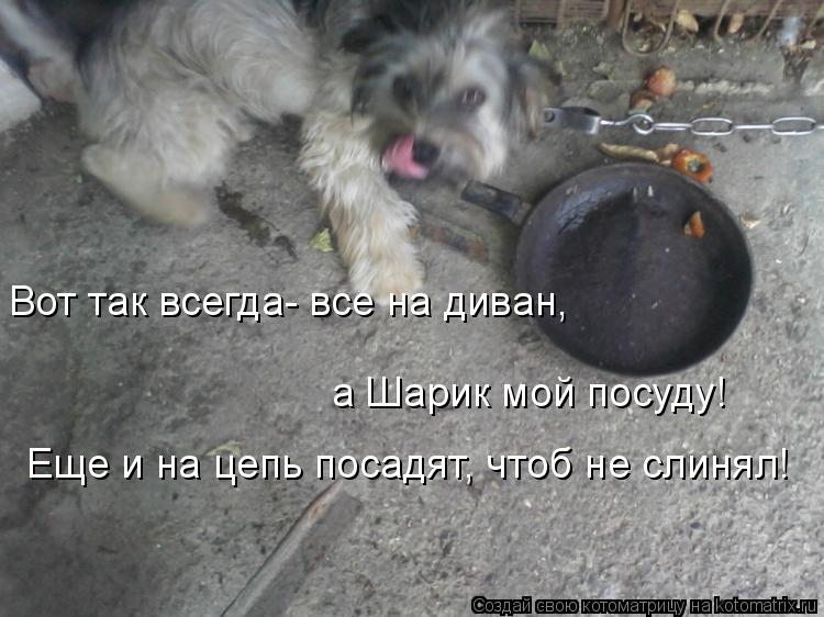Вот так всегда- все на диван, а Шарик мой посуду! Еще и на цепь посадят, чтоб не слинял!... Котоматрица: Вот так всегда- все на диван, а Шарик мой посуду! Еще и на цепь посадят, чтоб не слинял!