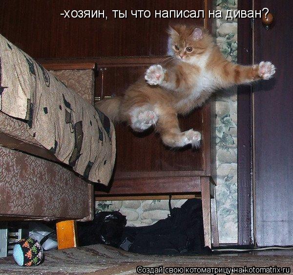 -хозяин, ты что написал на диван?... Котоматрица: -хозяин, ты что написал на диван?